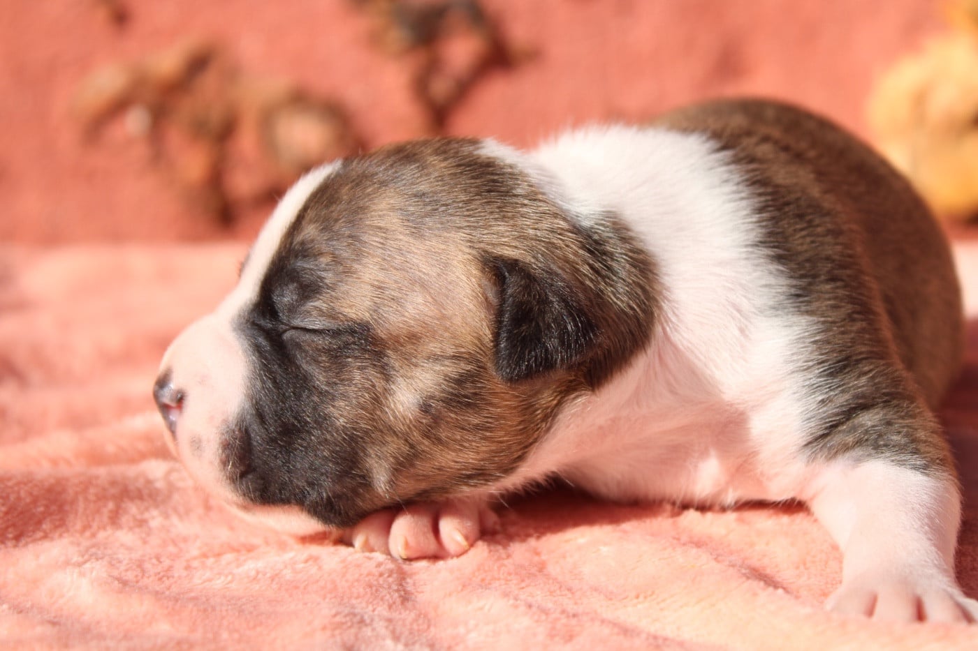 Chiot N°3