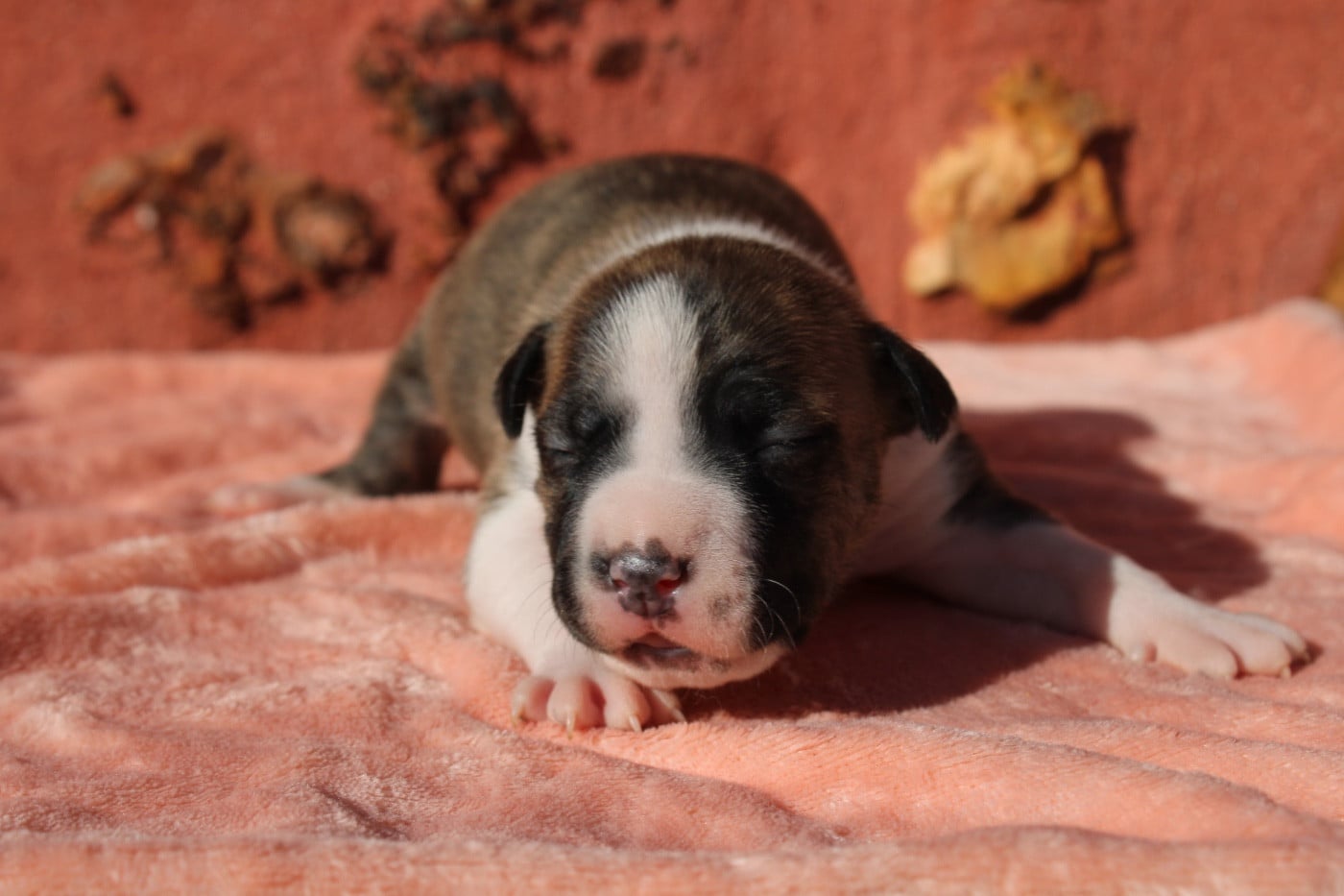 Chiot N°3