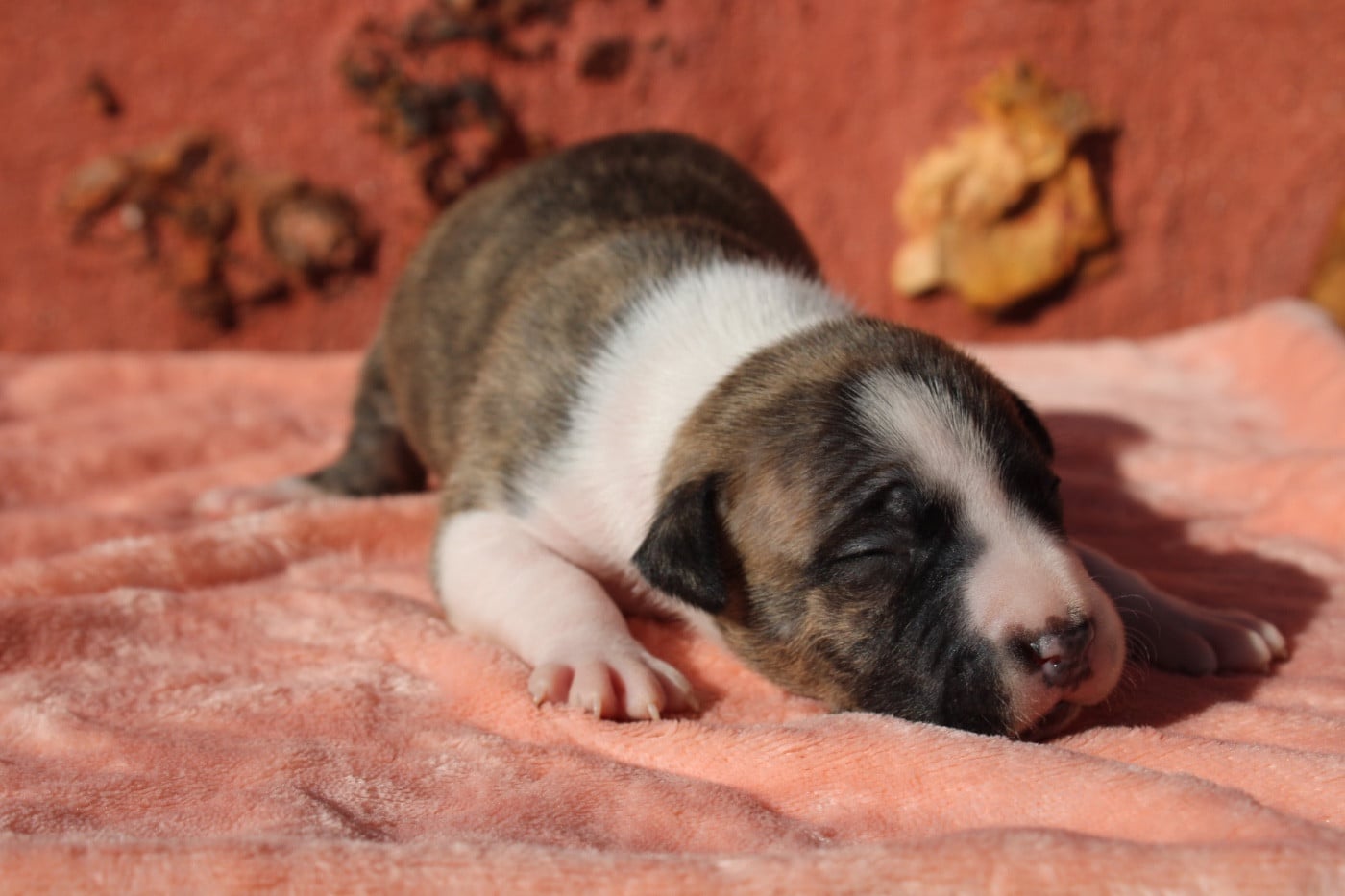 Chiot N°3