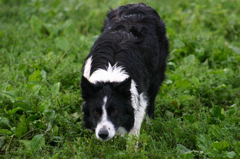 Publication : des Mauves Bruyères Auteur : Sophie Colladant