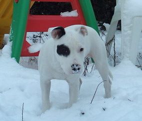 Publication : Woody's Original