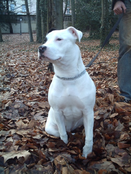 Publication : Woody's Original