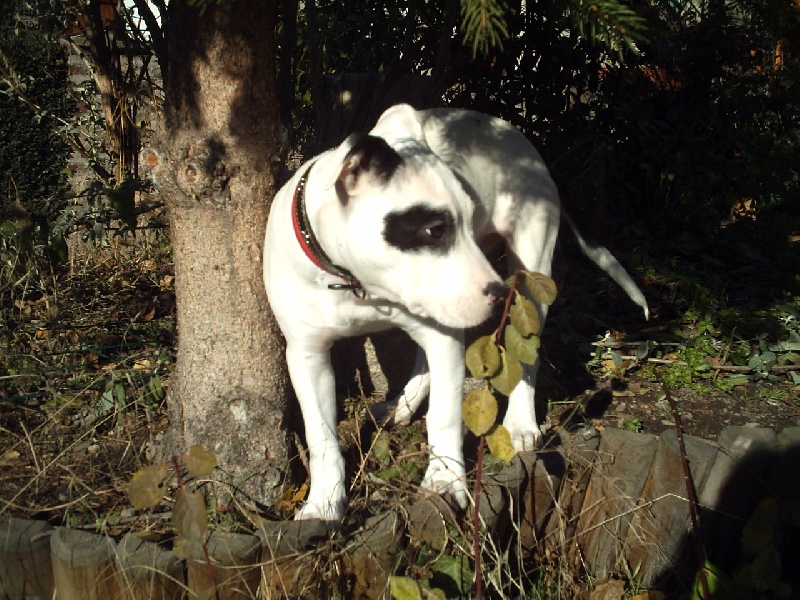 Publication : Woody's Original