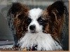 - Niels et Nala 1 ans