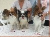 - chiots de Litzy et Ever