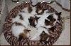 - mes chiots à 8 semaines