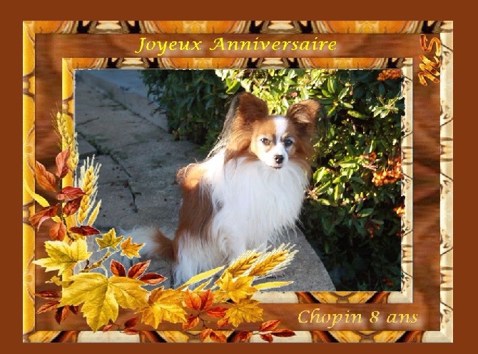 Accueil Elevage Du Pre Mely De Laureden Eleveur De Chiens Epagneul Nain Continental Papillon