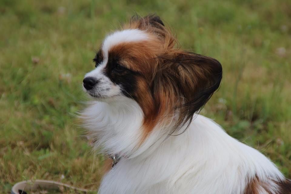 CH. Lady-chatterley du Pre Mely de Laureden