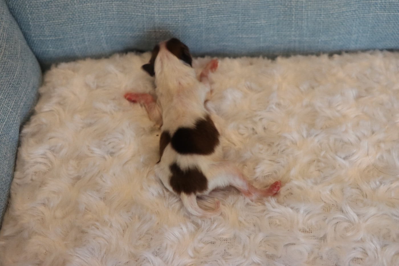 CHIOT 1 Mâle B ___
