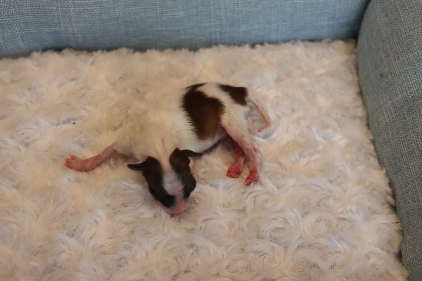 CHIOT 1 Mâle B ___