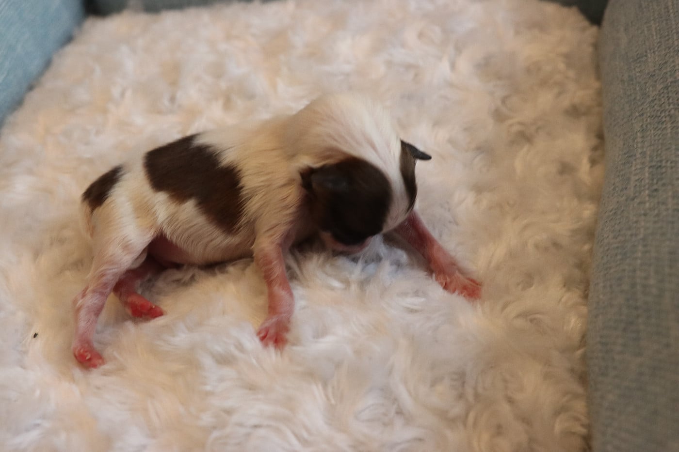 CHIOT 1 Mâle B ___