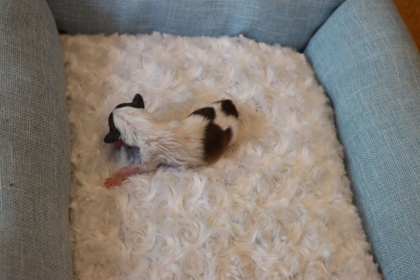 CHIOT 1 Mâle B ___
