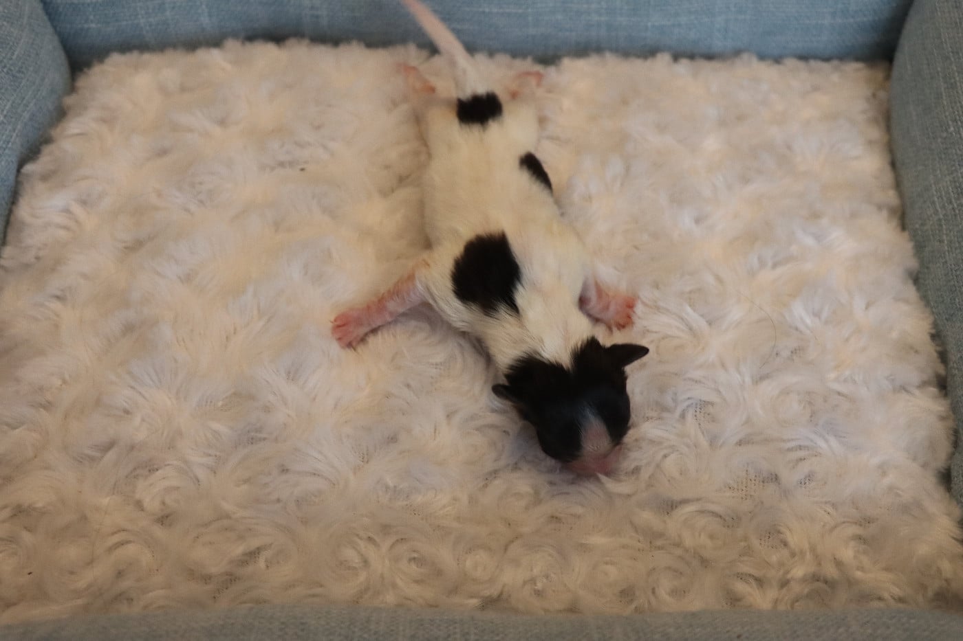 CHIOT 2 Mâle B___