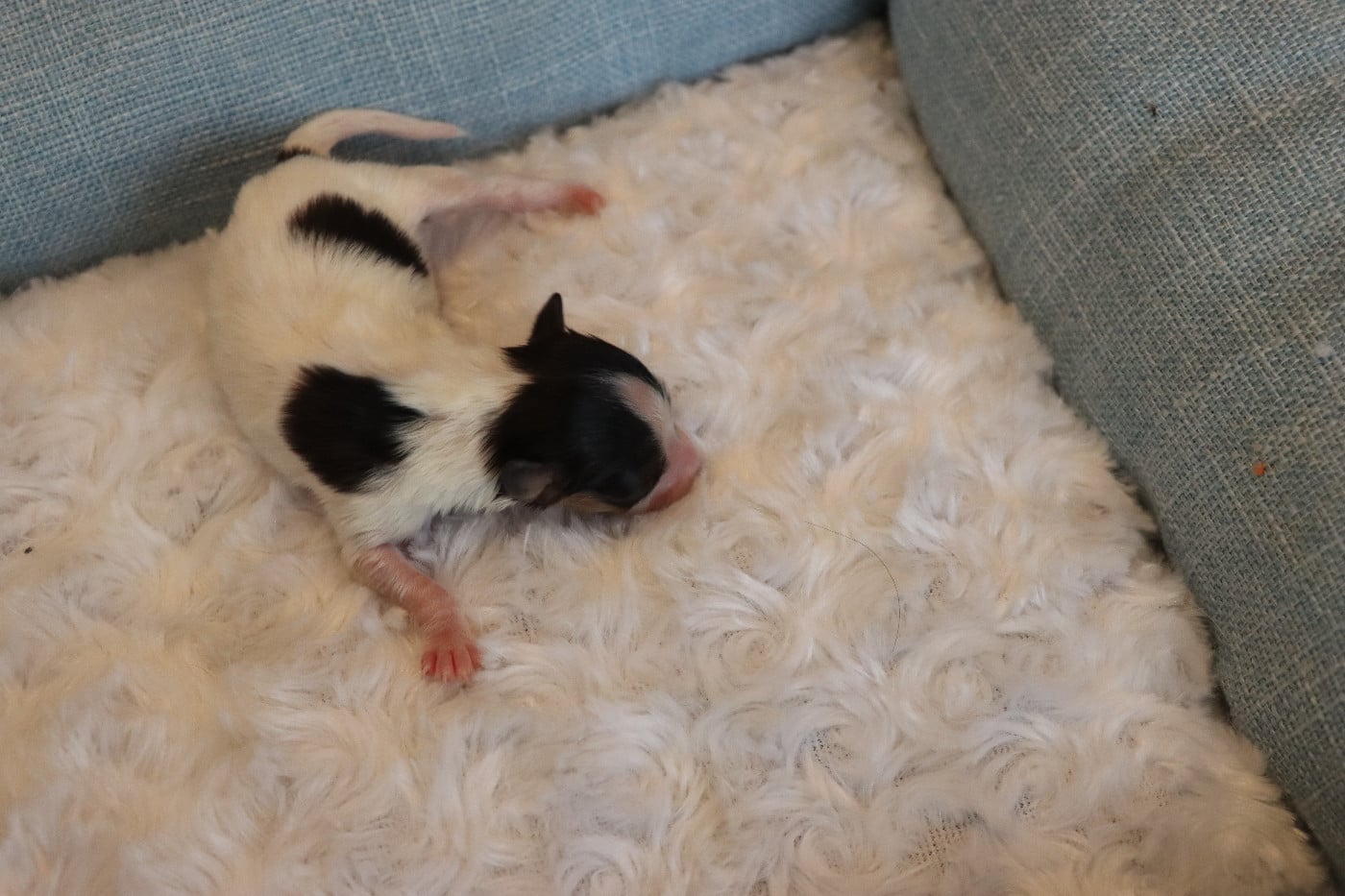 CHIOT 2 Mâle B___