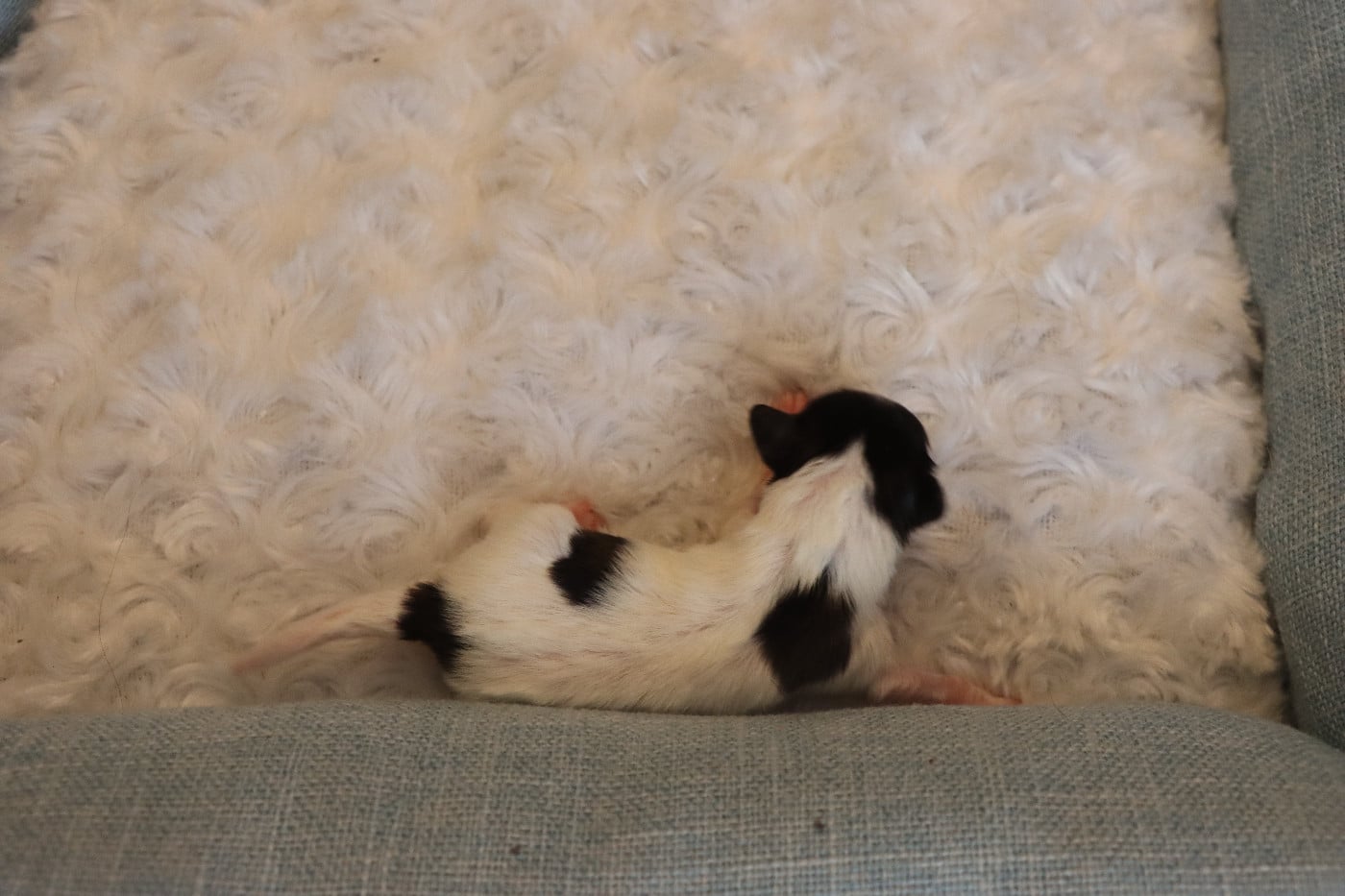 CHIOT 2 Mâle B___
