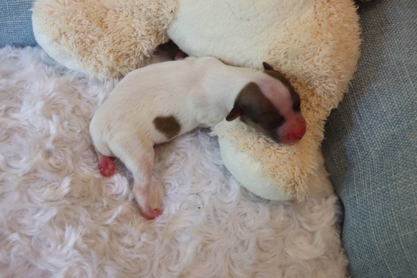 CHIOT 1 Mâle