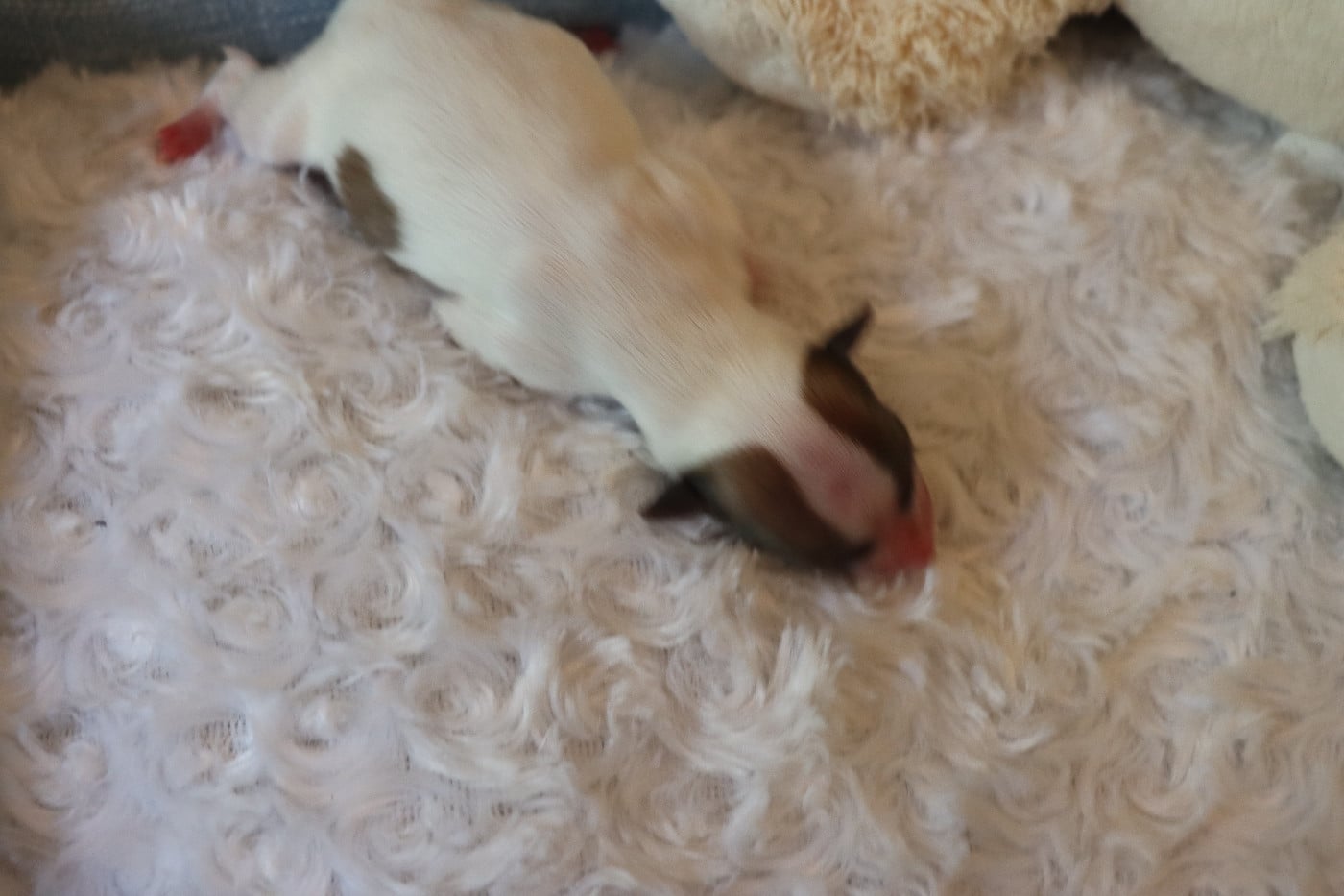 CHIOT 1 Mâle
