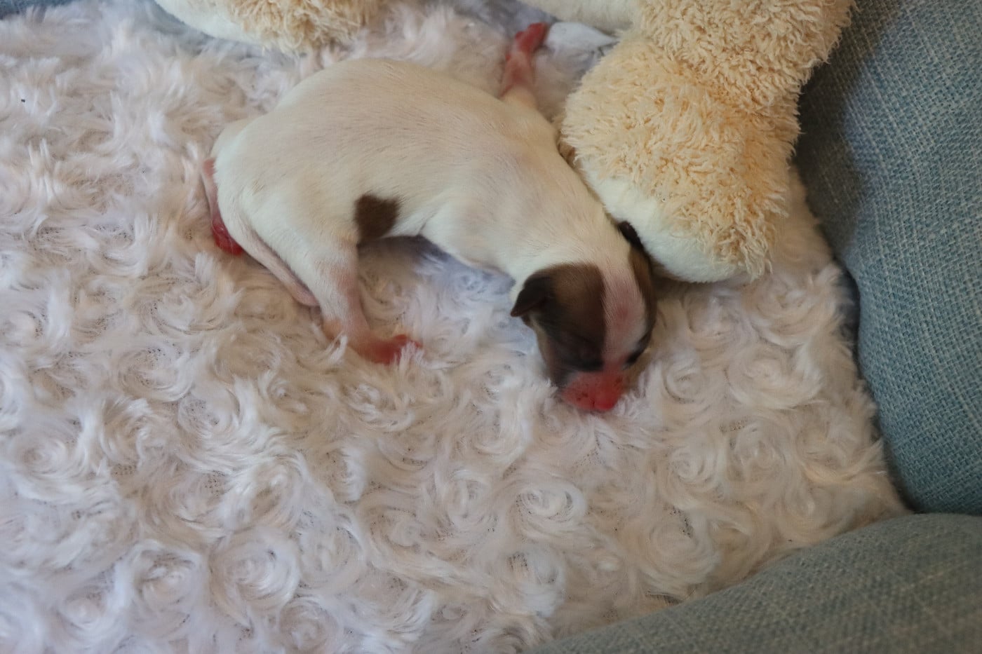 CHIOT 1 Mâle