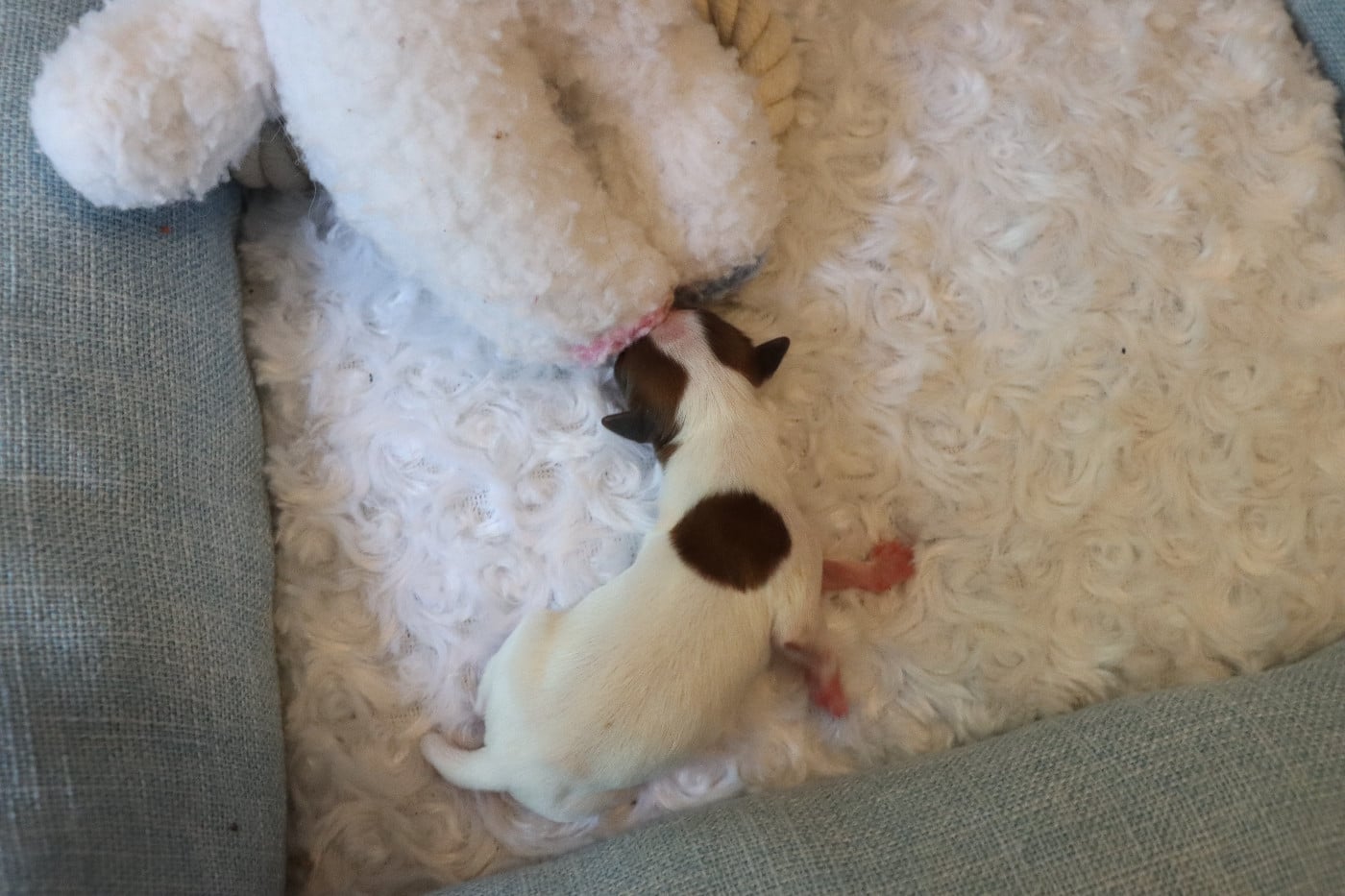 CHIOT 2 Mâle B___