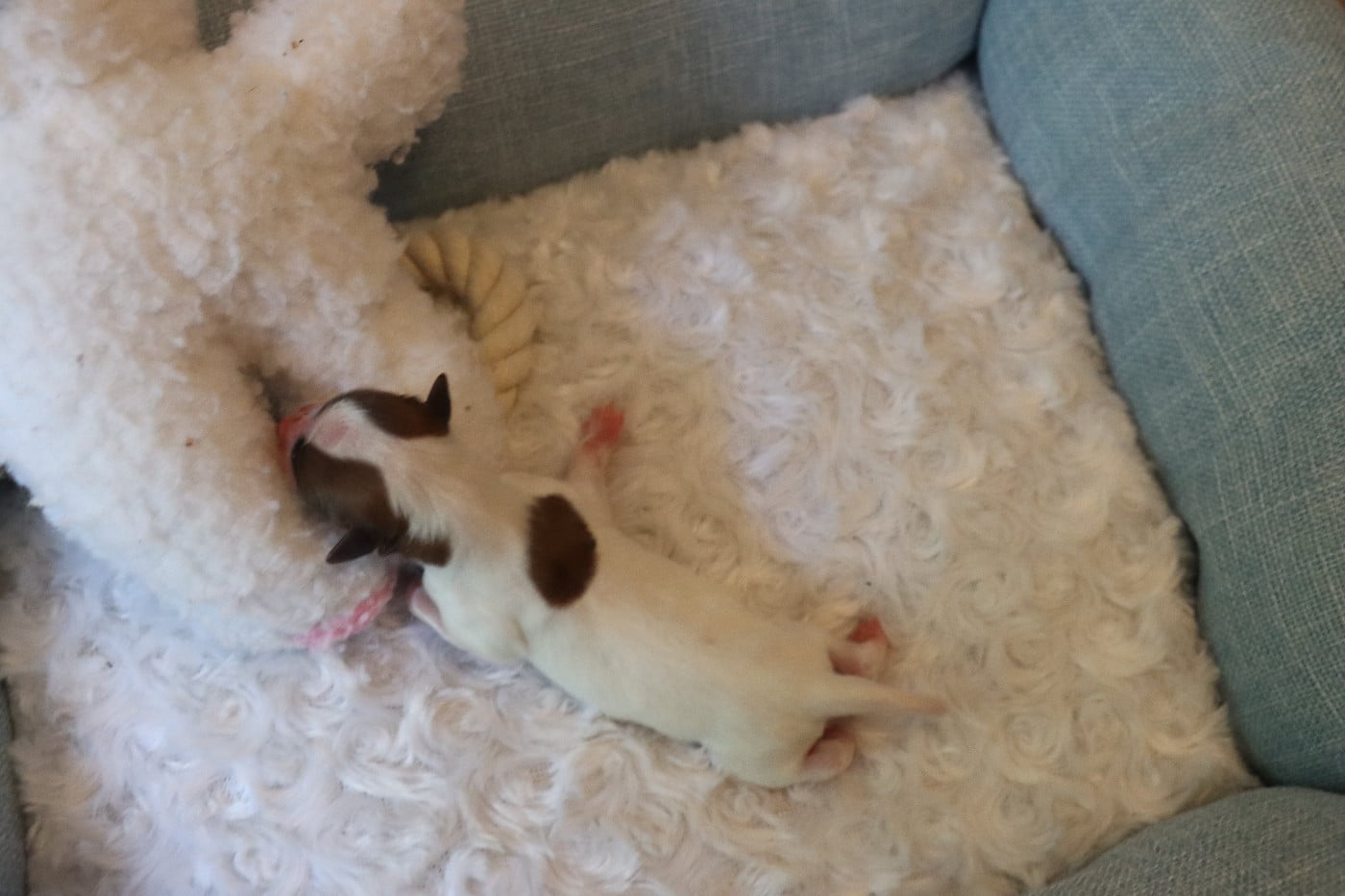 CHIOT 2 Mâle B___