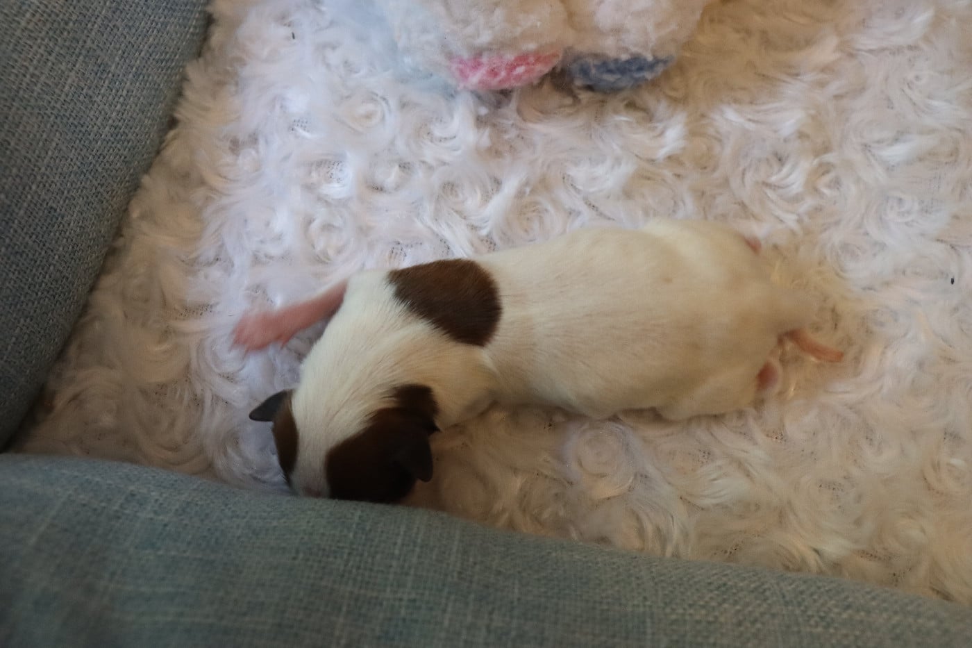 CHIOT 2 Mâle B___