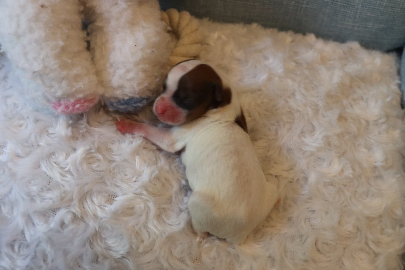 CHIOT 2 Mâle B___