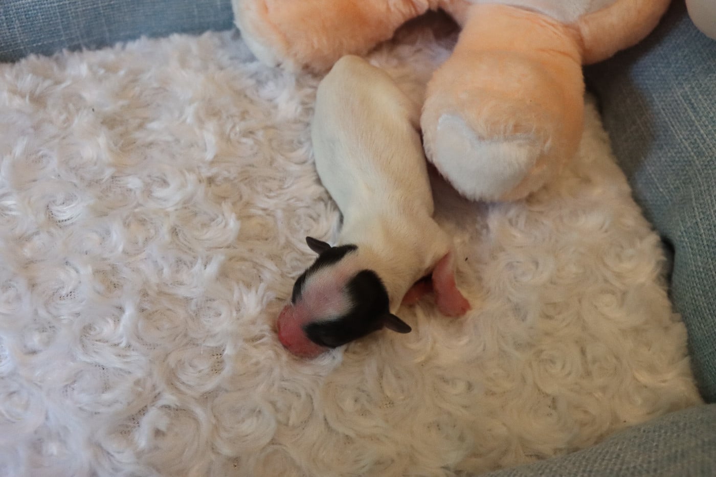 CHIOT 3 Femelle B___