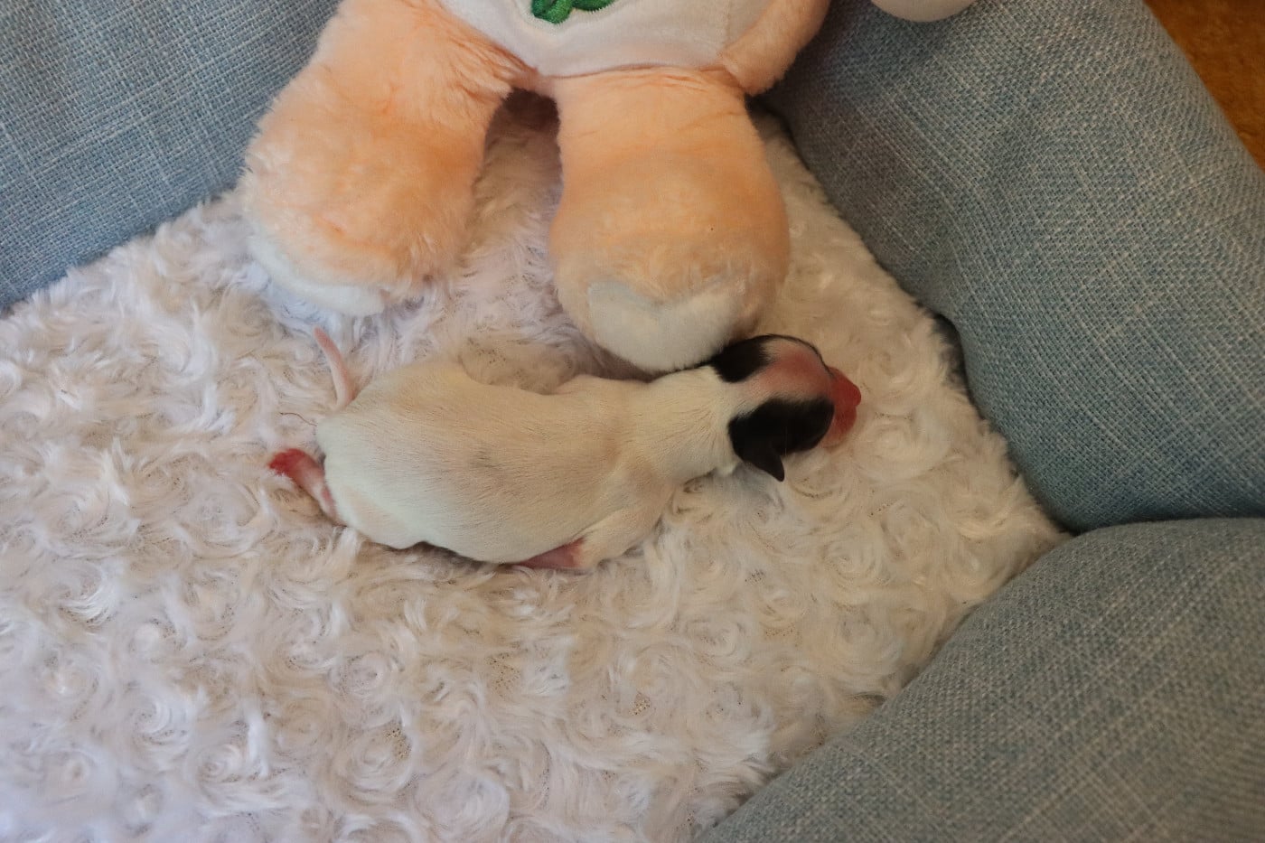CHIOT 3 Femelle B___