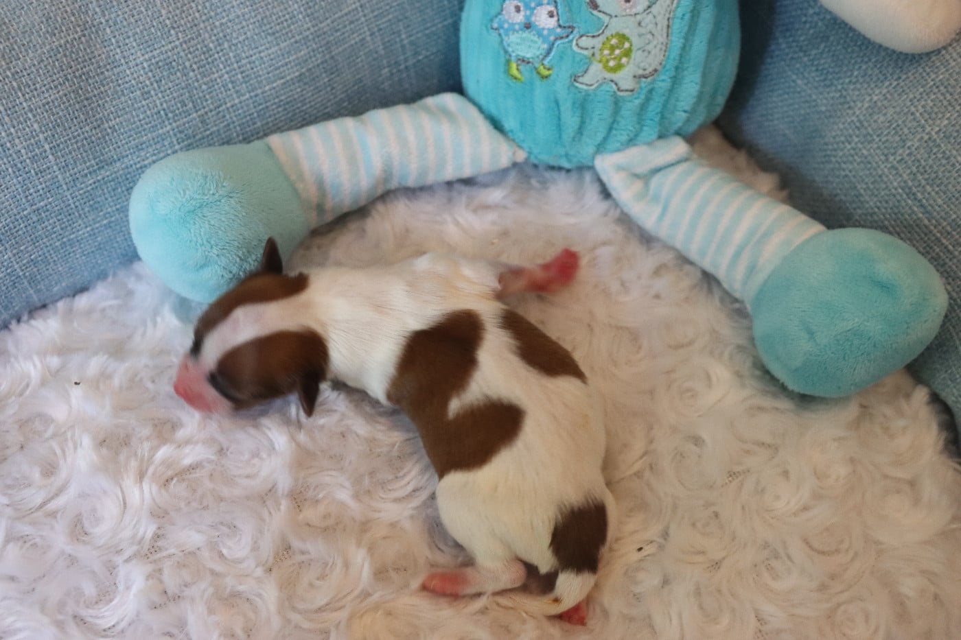 CHIOT 4 Mâle B---