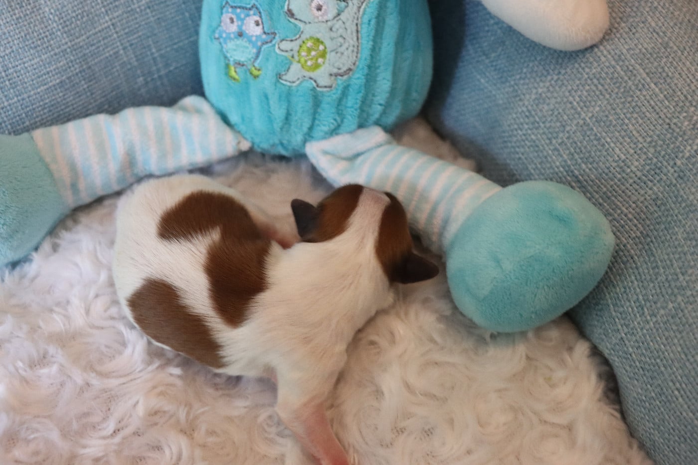CHIOT 4 Mâle B---