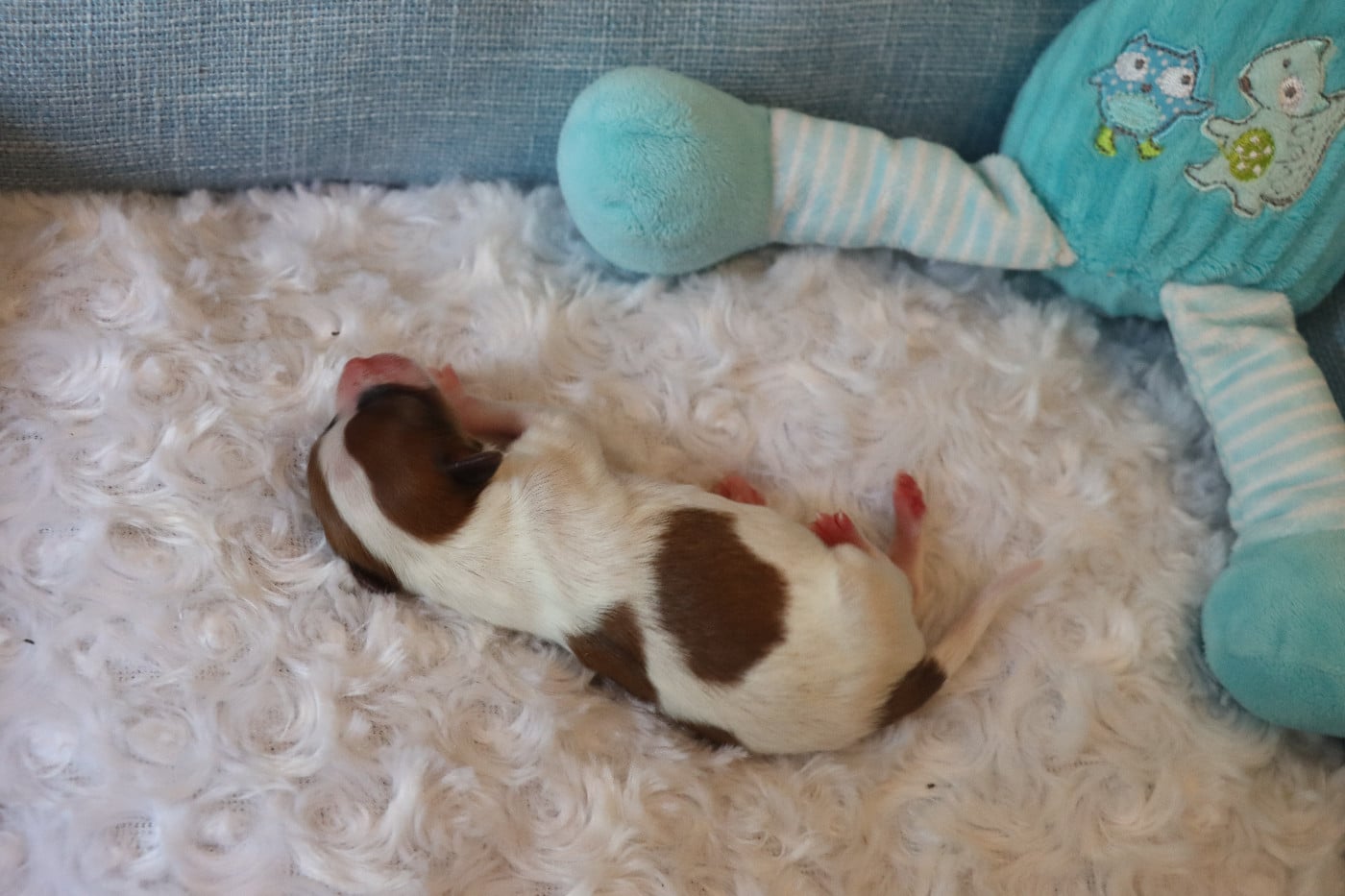CHIOT 4 Mâle B---