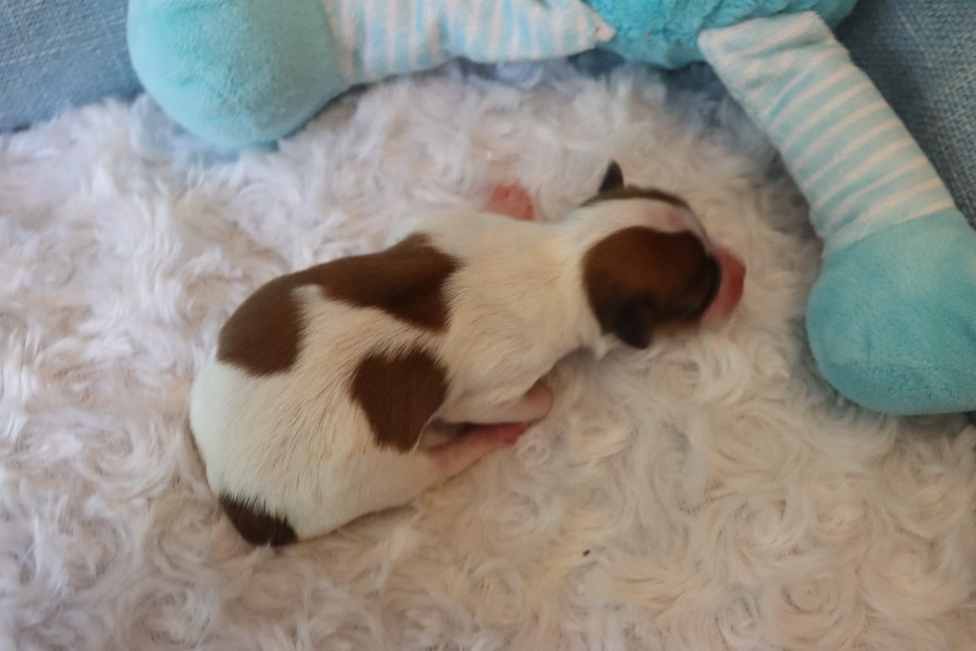 CHIOT 4 Mâle B---