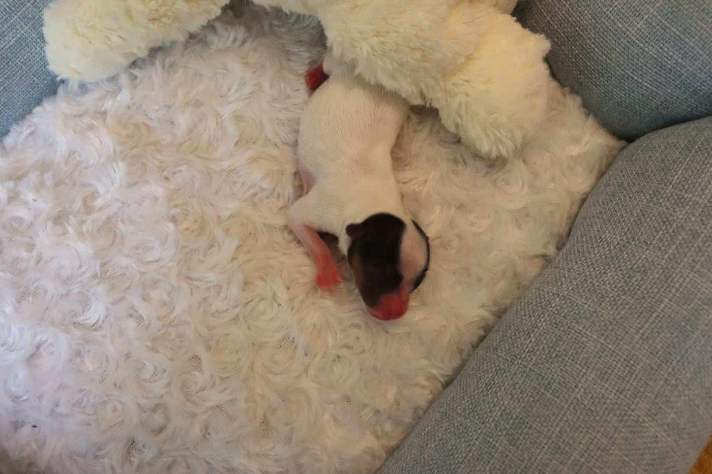 CHIOT 5 Femelle B___