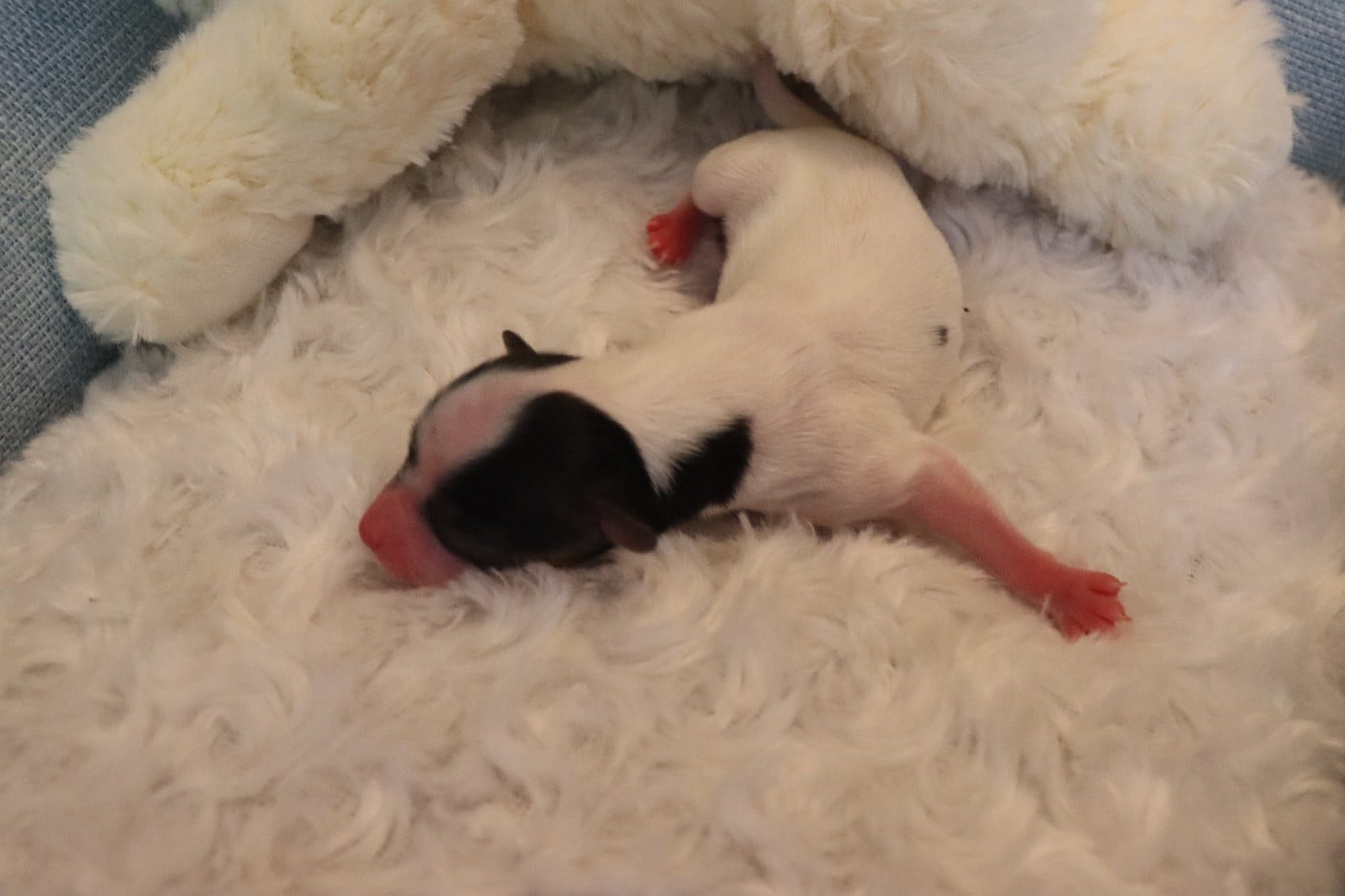 CHIOT 5 Femelle B___