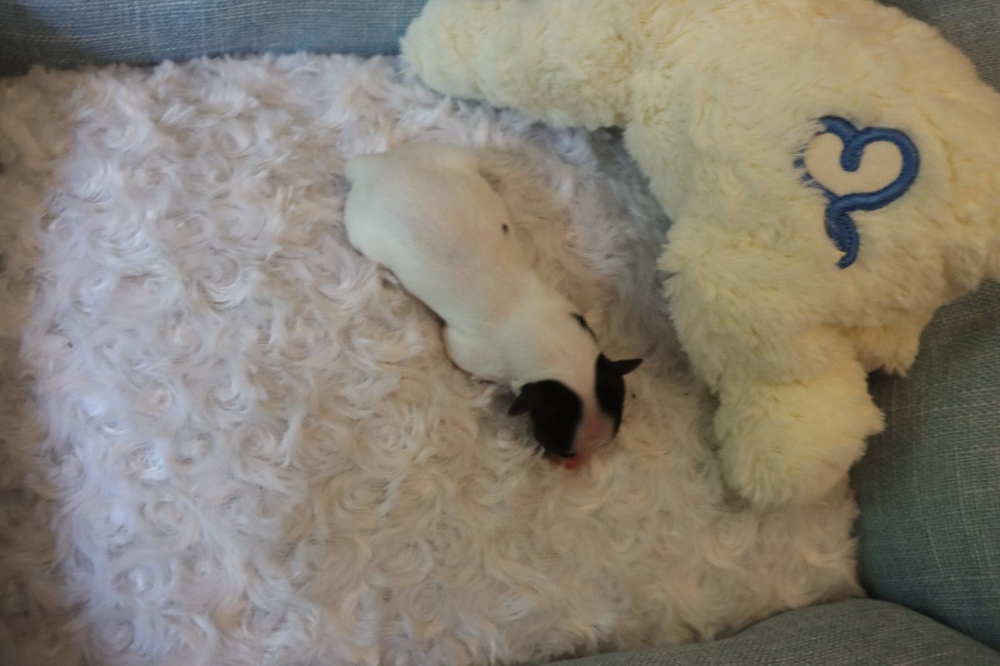 CHIOT 5 Femelle B___
