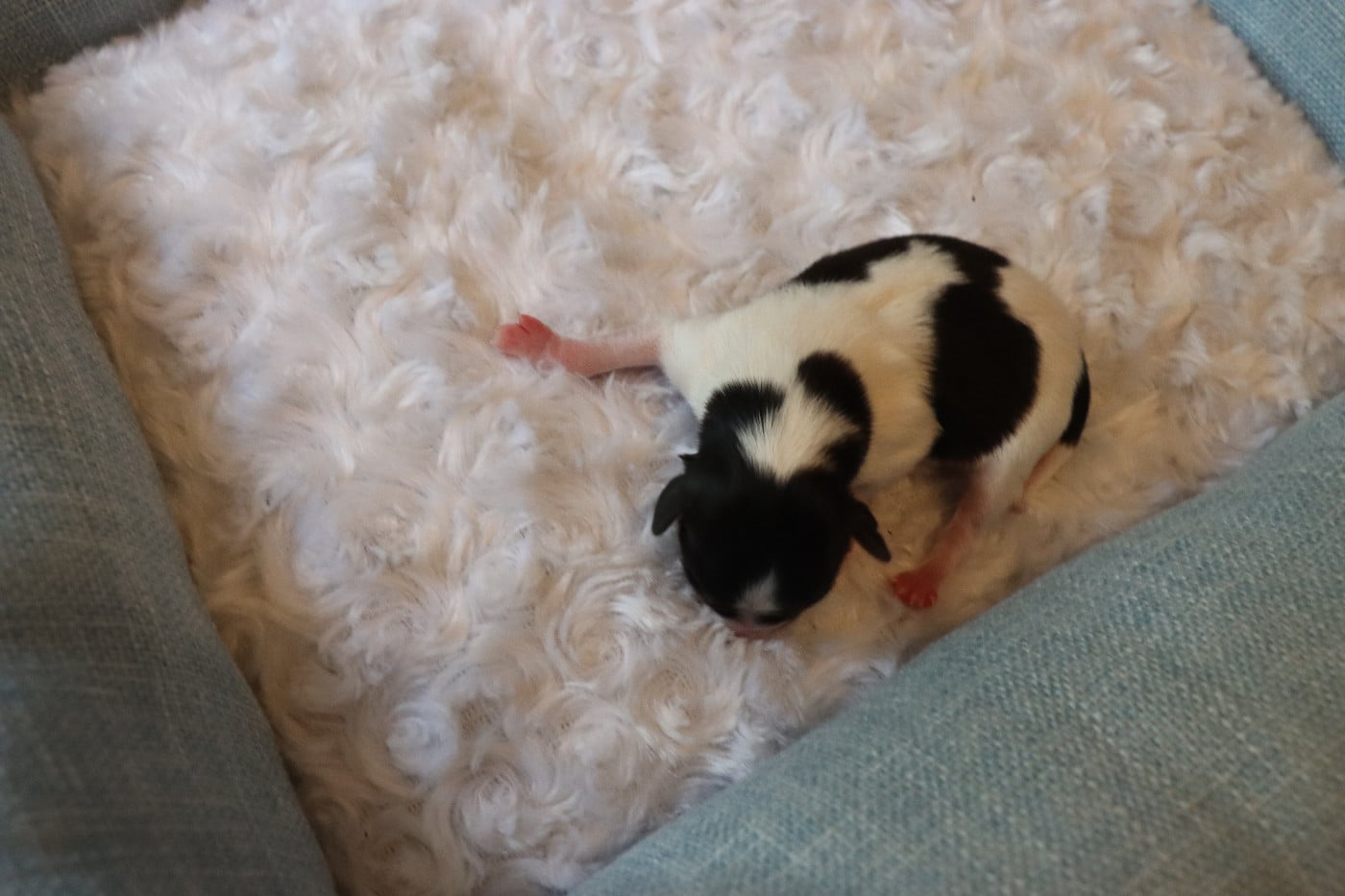 CHIOT 6 Mâle B ___