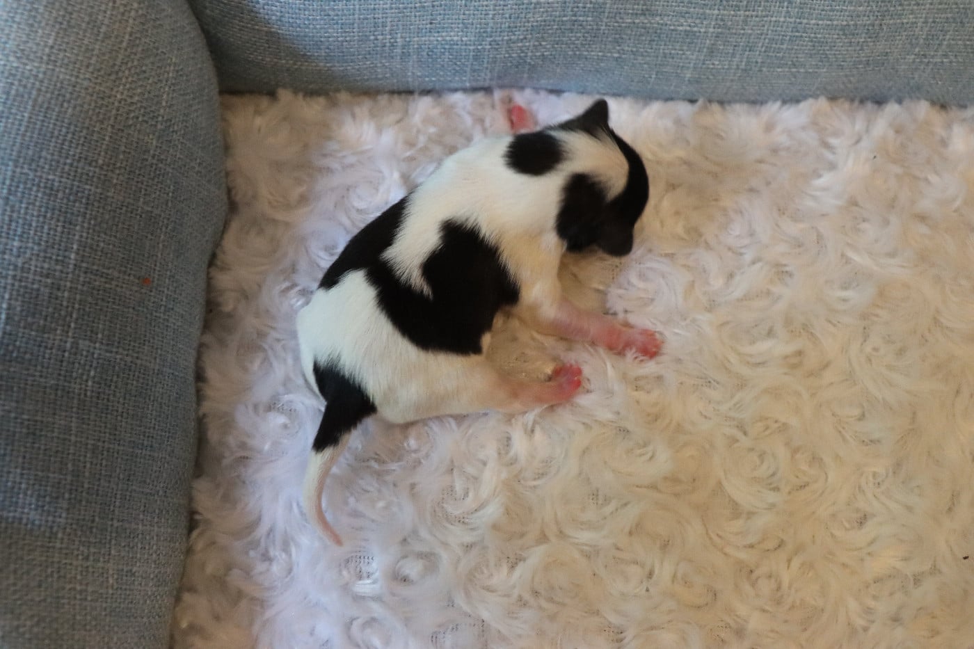 CHIOT 6 Mâle B ___