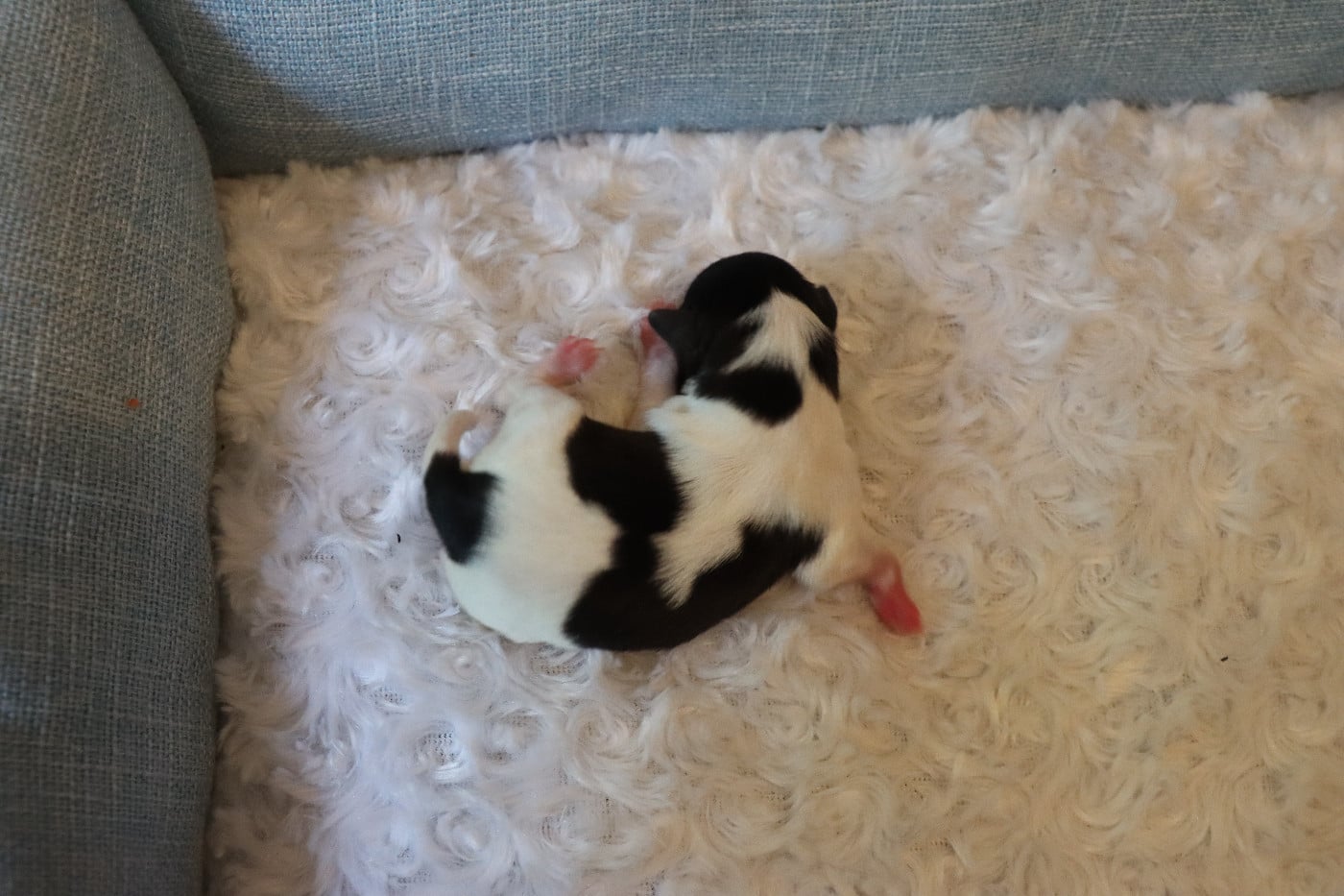 CHIOT 6 Mâle B ___