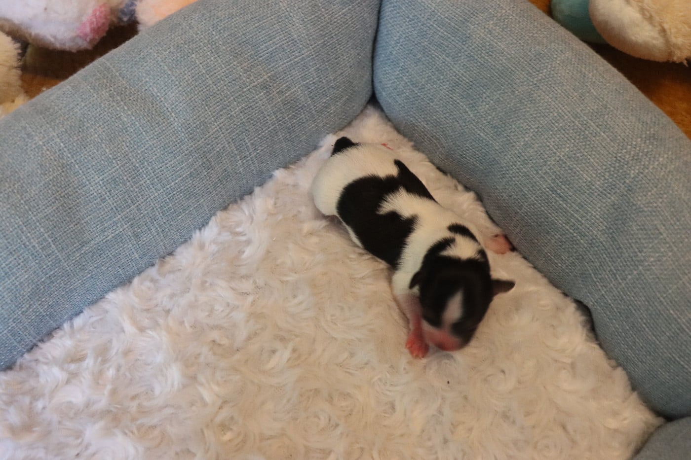 CHIOT 6 Mâle B ___