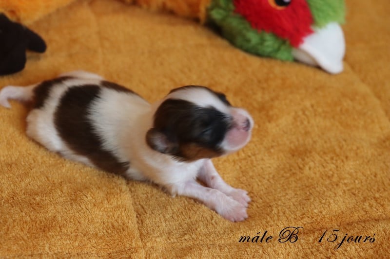 CHIOT 1 Mâle B ___