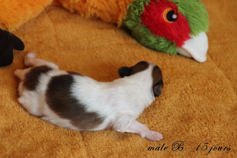 CHIOT 1 Mâle B ___