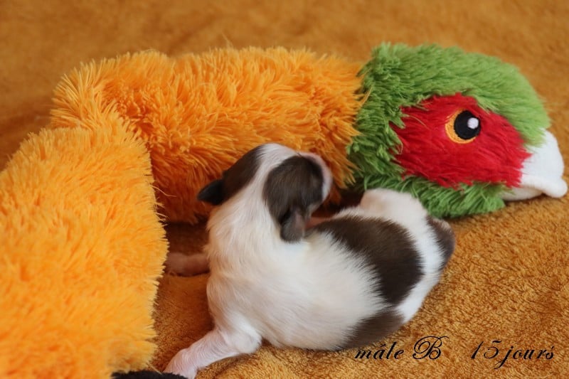 CHIOT 1 Mâle B ___