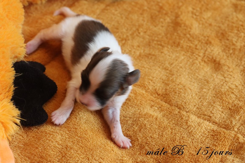 CHIOT 1 Mâle B ___