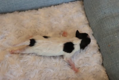 Les chiots de Epagneul nain Continental (Papillon)