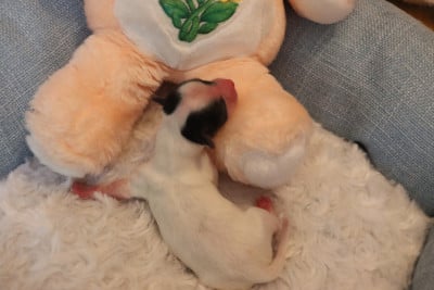 Les chiots de Epagneul nain Continental (Papillon)