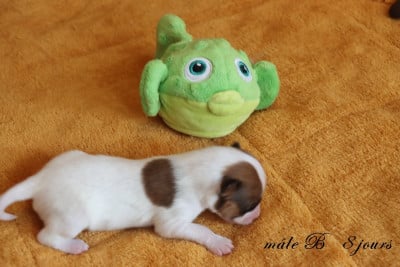 Les chiots de Epagneul nain Continental (Papillon)