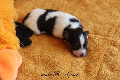 Les chiots de Epagneul nain Continental (Papillon)