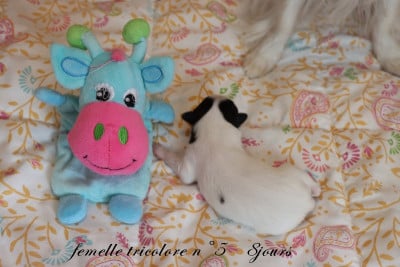 Les chiots de Epagneul nain Continental (Papillon)
