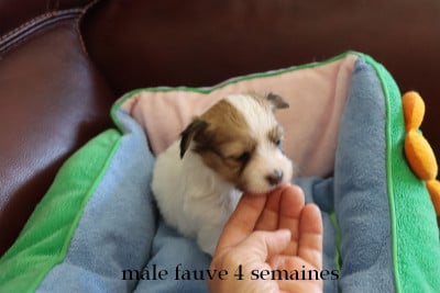Les chiots de Epagneul nain Continental (Papillon)