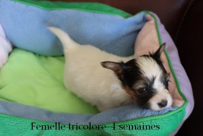 Les chiots de Epagneul nain Continental (Papillon)
